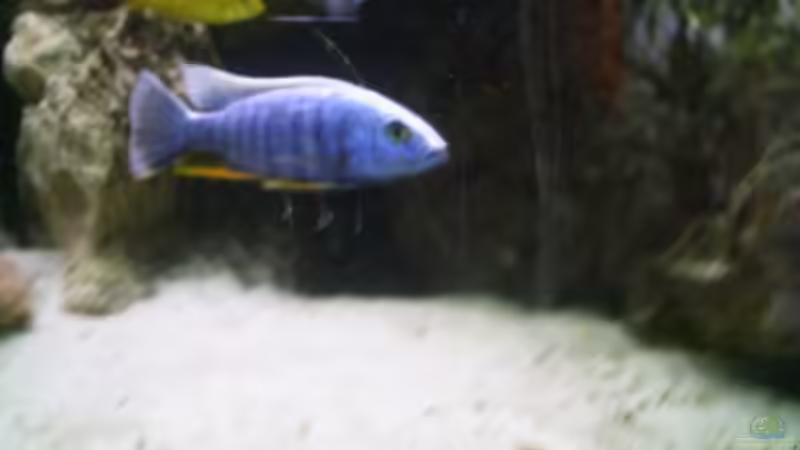 Scianochromis freyeri iceberg von Jan Kaun (14)