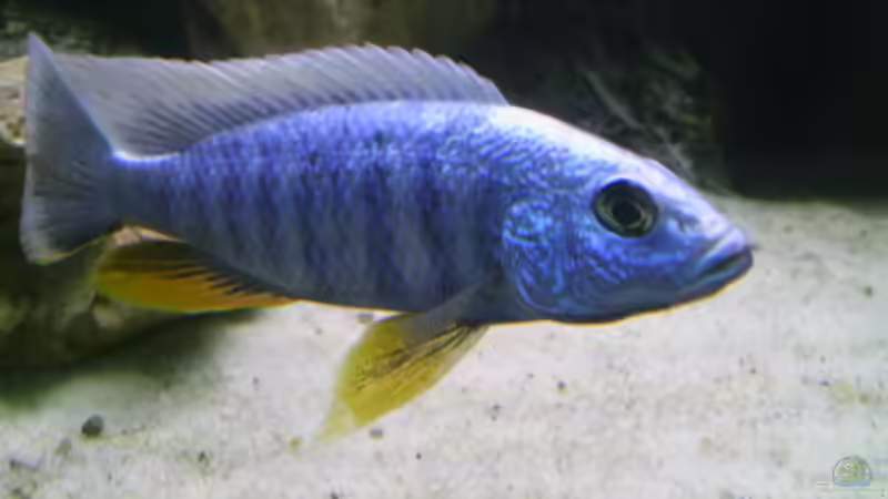 Scianochromis freyeri iceberg von Jan Kaun (15)