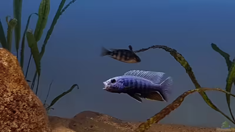 Scianochromis Fryeri  von Geert Vrancken (13)