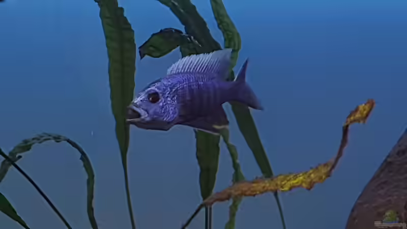 Scianochromis Fryeri  von Geert Vrancken (7)