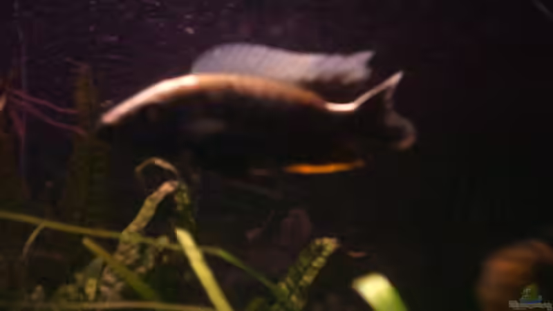 Scianochromis fryeri Ahli M von Philipp Clodt (8)