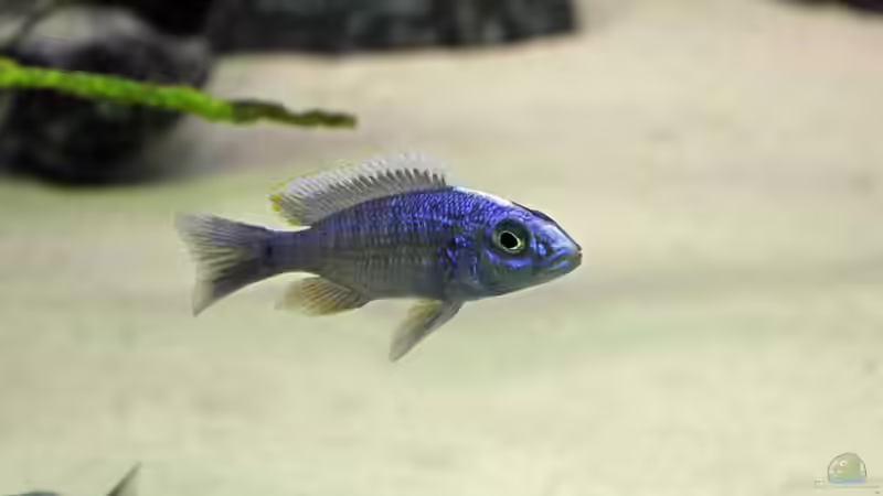 Scianochromis fryeri iceberg von Vision112 (27)