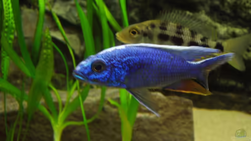 Scianochromis fyeri - Männchen & Fossorochromis rostratus - Weibchen von Baresi (18)