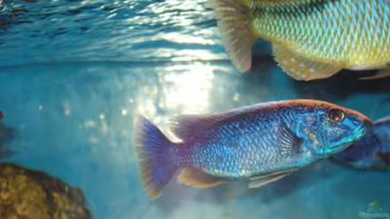 scianochromis fyeri (Ice Berg) von Mark Mondl (21)