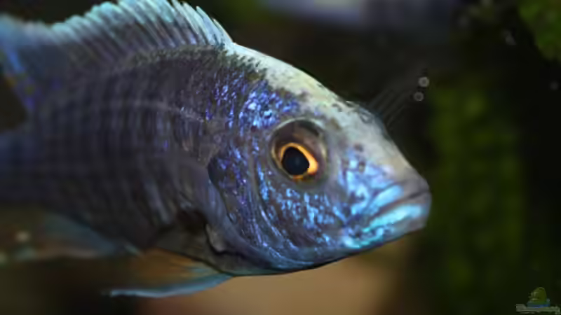 Scianocromis freyeri male von Mikey (45)