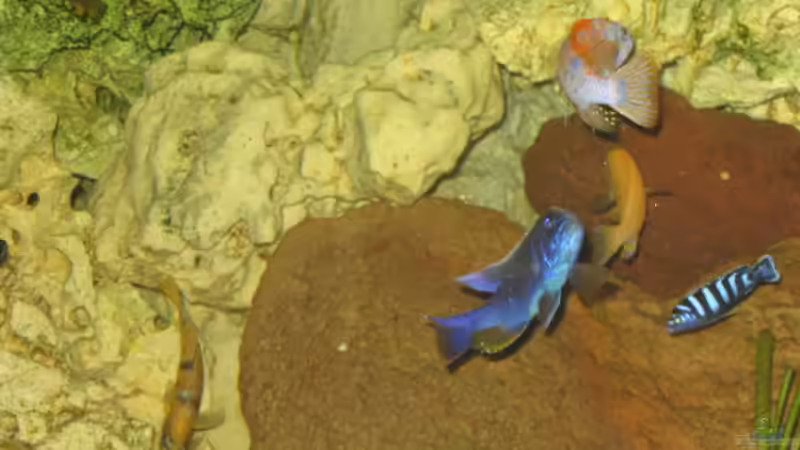 Sciennachromis ahli,Pseudotropheus demasoni,Labeotropheus trewawase  von Andrea Linge (9)