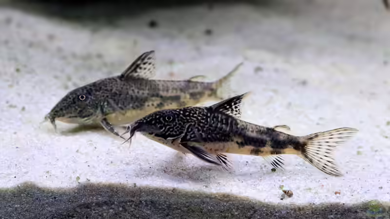 Scleromystax barbarus von Justin Xiang (4)