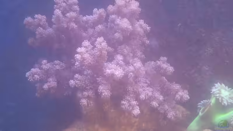 Scleronephthya sp. - Weichkoralle von David F. (23)