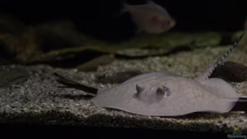 Scobina Rochen Bock von Thomas S-H (27)