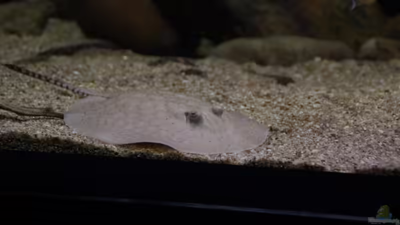 Aquarien mit Potamotrygon scobina (Scobina-Rochen)