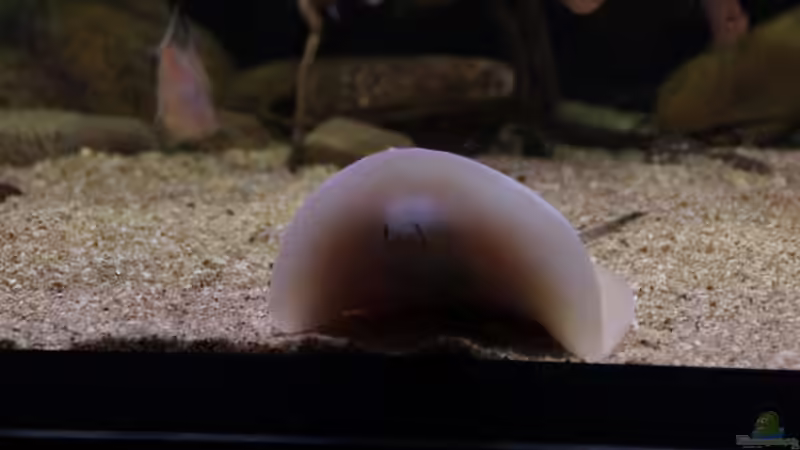 Aquarien mit Potamotrygon scobina (Scobina-Rochen)