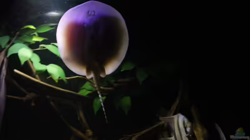 Scobina Rochen von Thomas S-H (15)