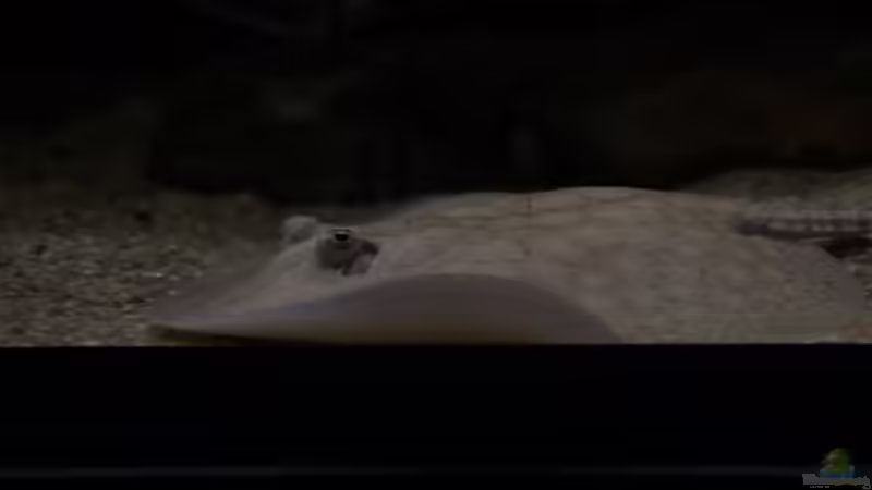 Scobina Rochen von Thomas S-H (17)