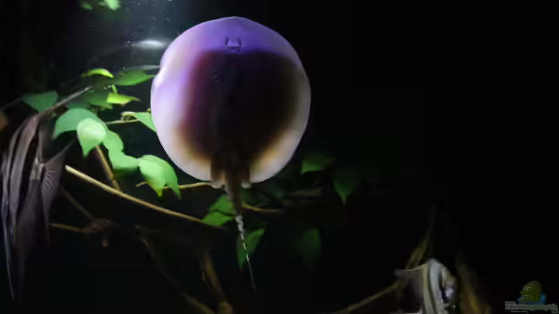 Scobina Rochen von Thomas S-H (18)