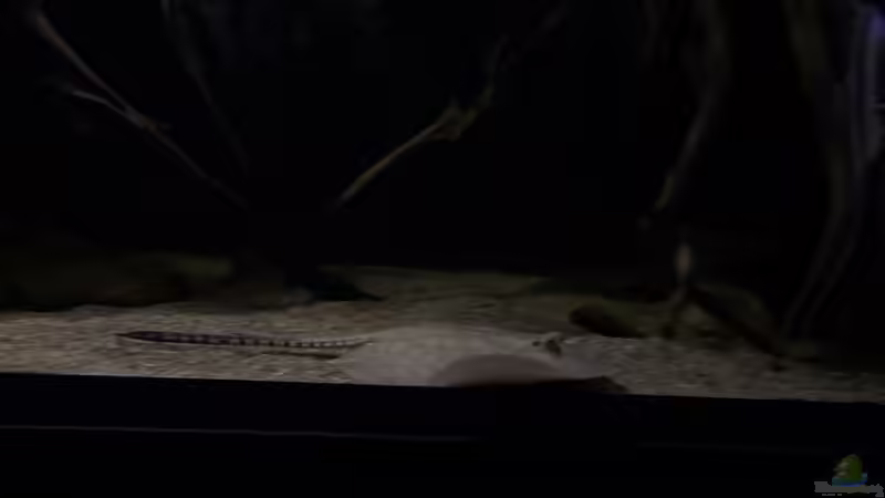 Scobina Rochen von Thomas S-H (19)