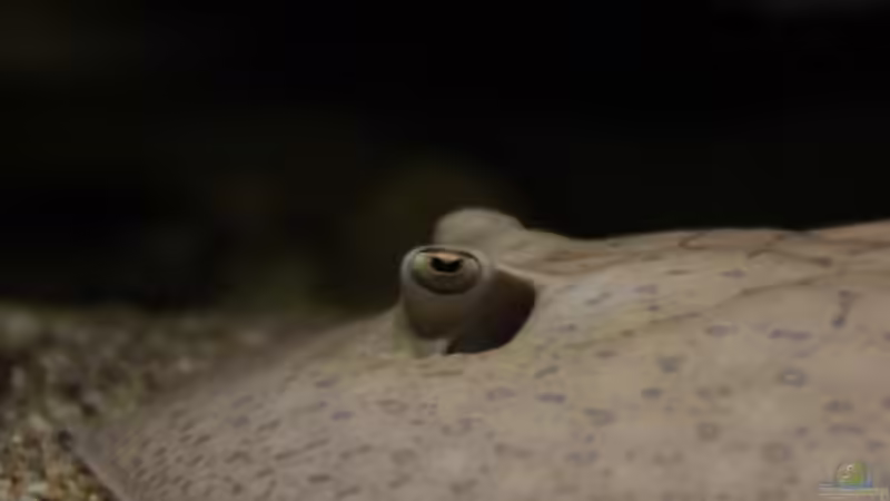 Scobina Rochen von Thomas S-H (20)