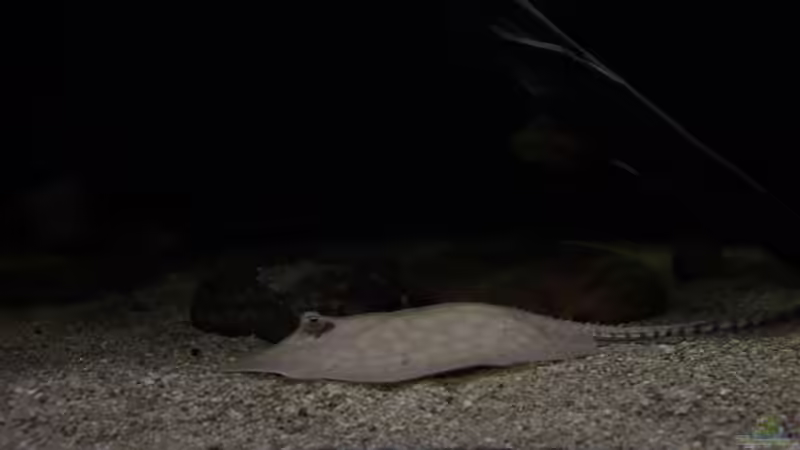 Aquarien mit Potamotrygon scobina (Scobina-Rochen)