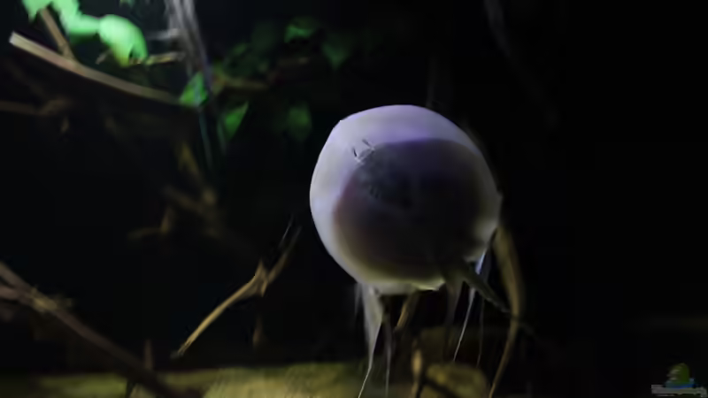 Aquarien mit Potamotrygon scobina (Scobina-Rochen)