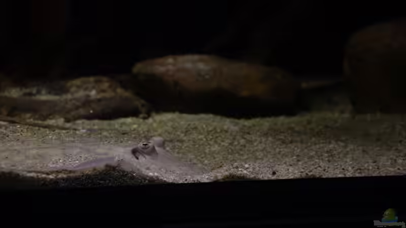 Scobina von Thomas S-H (14)