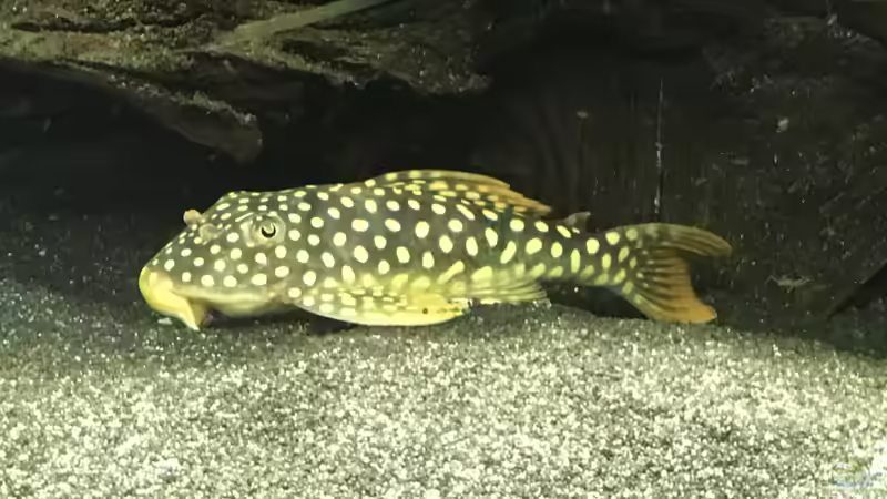 Scobinancistrus aureatus ´L 14´ von Stefan Heins (2)