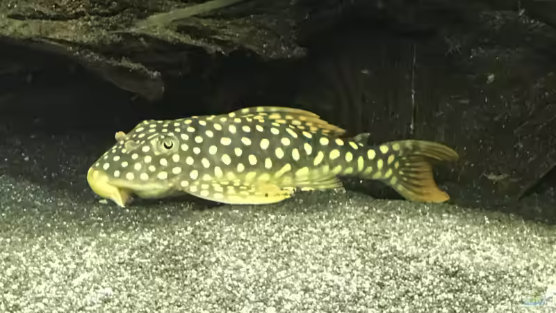 Aquarien mit Scobinancistrus aureatus (Sonnenwels, L 14)