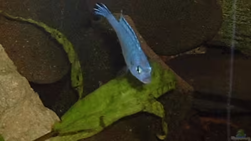 scolofi von Michael Spengler (17)