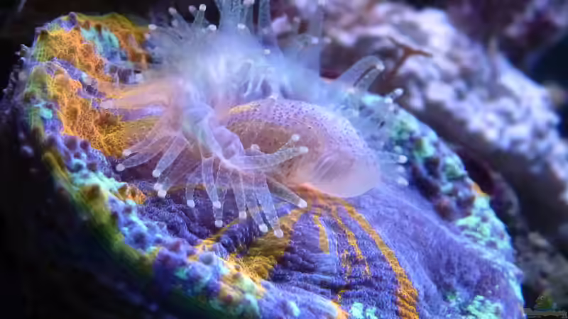 Scolymia beim fressen - diesmal aber kein Einsiedler ;) von Summse (19)