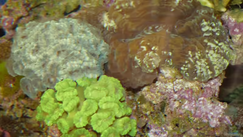 Scolymia hinten rechts mit ca. 17cm Durchmesser von Leni13 (25)