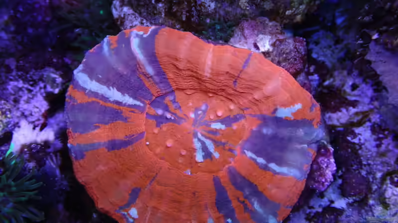 Scolymia von Andreas Stiller (3)