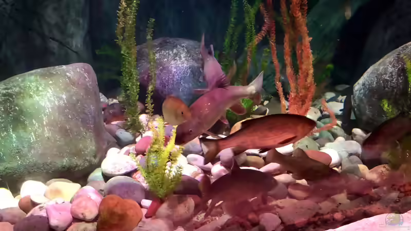 Sealife Aquarium am Gardasee in Italien