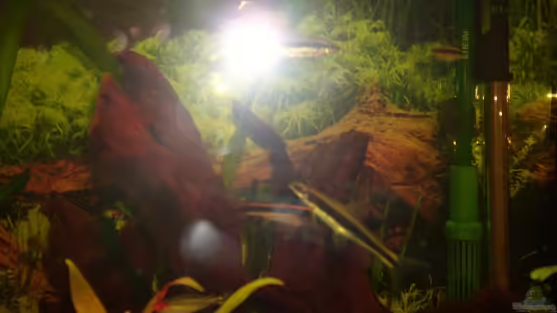 Seamesische Rüsselbarbe von Patrick Adler (7)