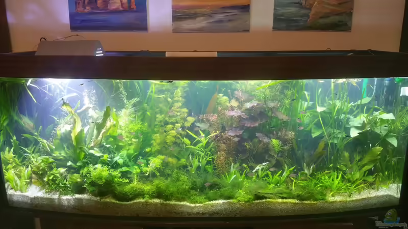 Seaofgreen von Seaofgreen (1)