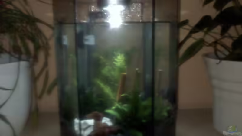 Sechs - Eck - Garnelenbecken ( 16 L. ) von Steffi & Hans (3)