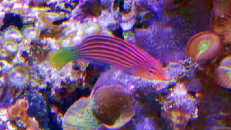 Sechsstreifenlippfisch von The_Lizardking (24)