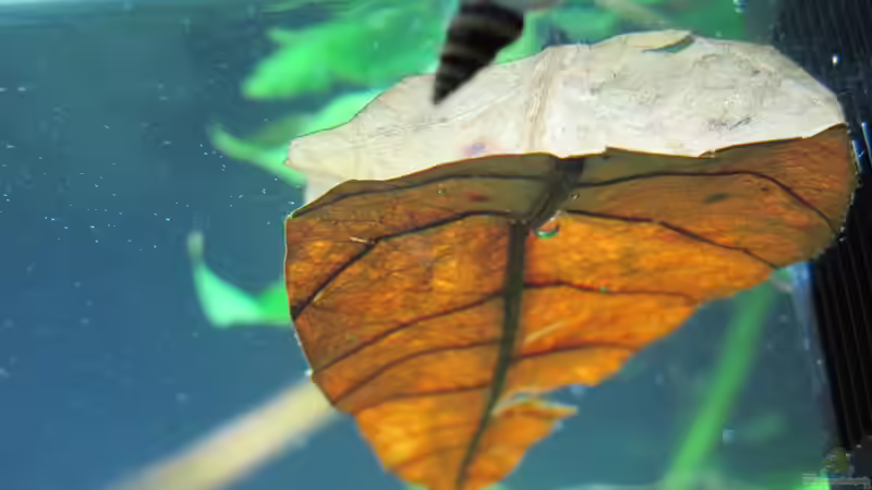 Seebaummantelblatt von Sarah (34)