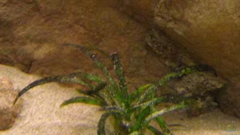 Seegras von Malawigo (13)