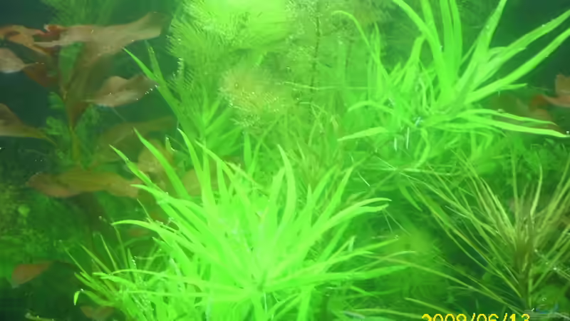 seegrasblättriges trugkölbchen  von Herbert Baier (26)