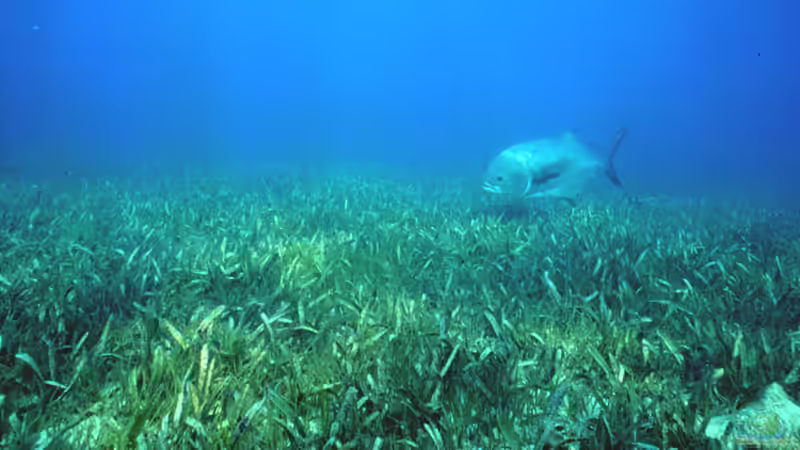 Seegraswiesen: Das ist ihre ökologische Bedeutung