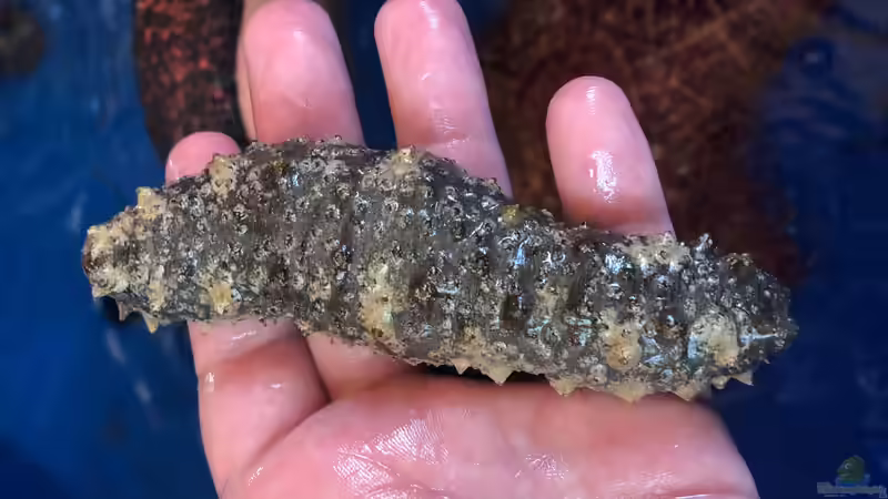 Seegurken im Aquarium - Ein umfassender Leitfaden für Haltung, Pflege und langfristigen Erfolg