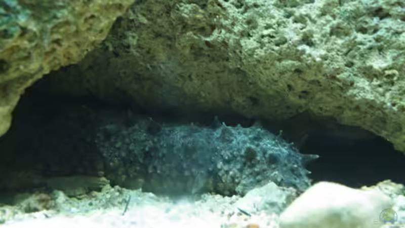 Seegurken im Aquarium - Ein umfassender Leitfaden für Haltung, Pflege und langfristigen Erfolg