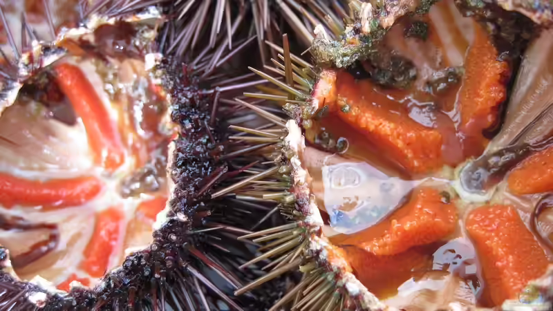 Seeigel - Nicht nur beliebte Aquarientiere, sondern auch eine Delikatesse