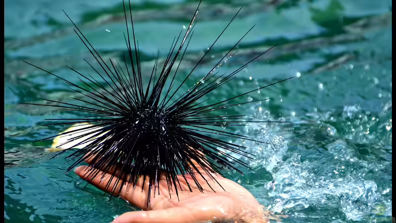 Seeigel - Nicht nur beliebte Aquarientiere, sondern auch eine Delikatesse