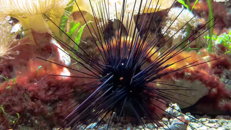 Seeigel - Nicht nur beliebte Aquarientiere, sondern auch eine Delikatesse