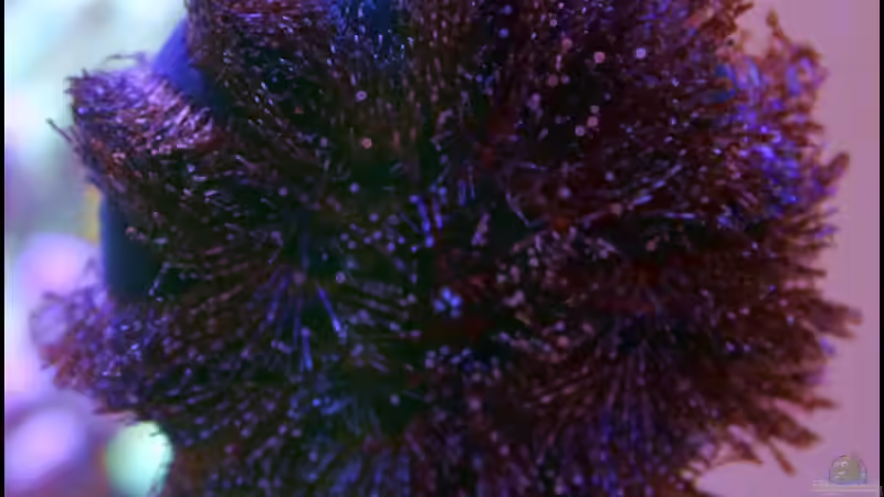 Echinoidea-Arten im Aquarium halten (Einrichtungsbeispiele mit Seeigeln)