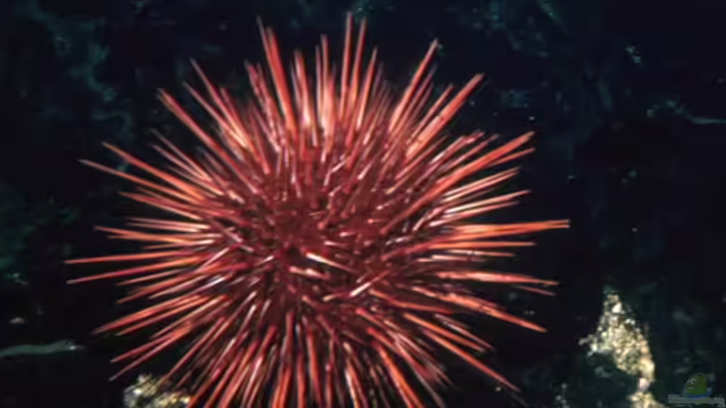 Seeigel-Vermehrung: Ein Blick in die faszinierende Welt der Fortpflanzung