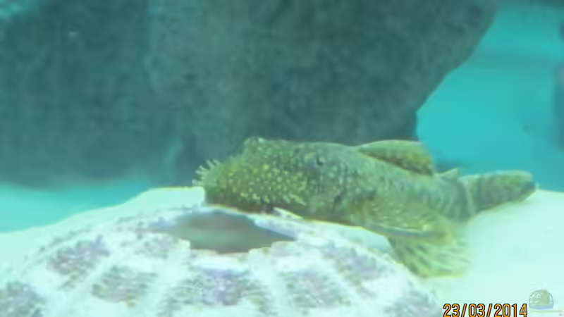 seeigel versiegelt mit harz  von eisbrecher (8)