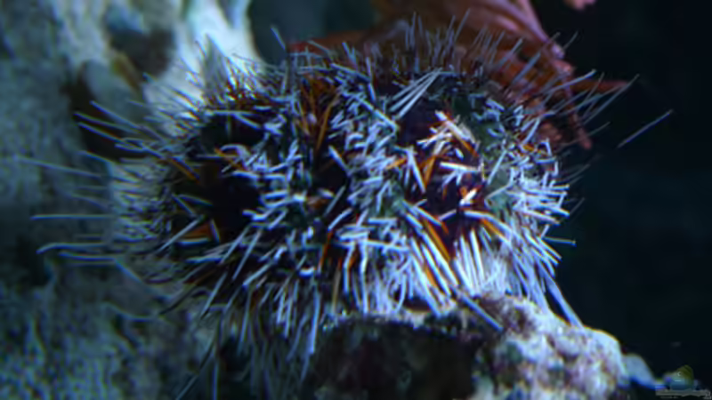 Seeigel von Flevus (28)