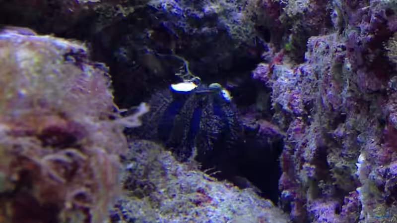 Seeigel von kutlesch (27)