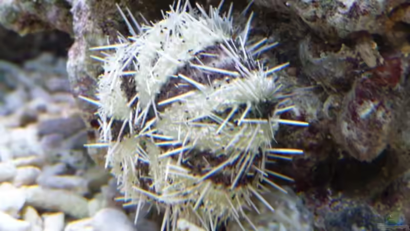 Seeigel von OldFriend (37)