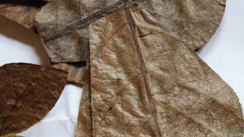 Seemandelbaum Blätter  von Florian Bandhauer (40)